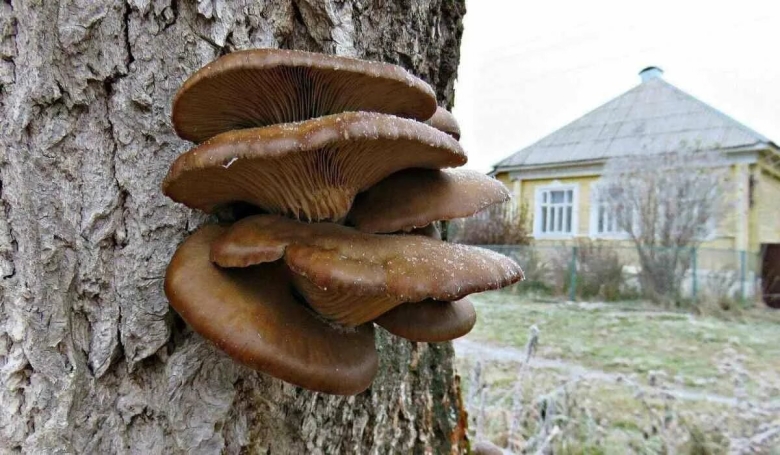 Вёшенка устричная pleurotus ostreatus