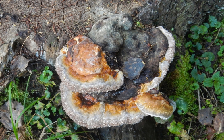 Гриб трутовик на пне