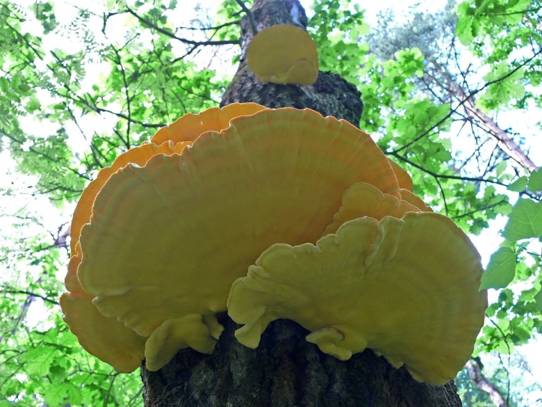 Трутовик серно жёлтый трутовики