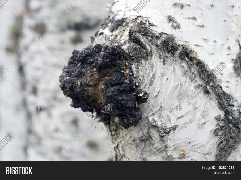 Триходерма на коре деревьев