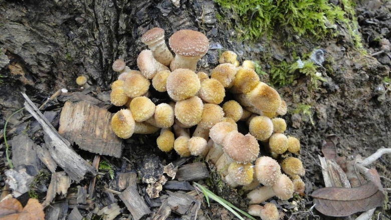 Гриб опёнок осенний