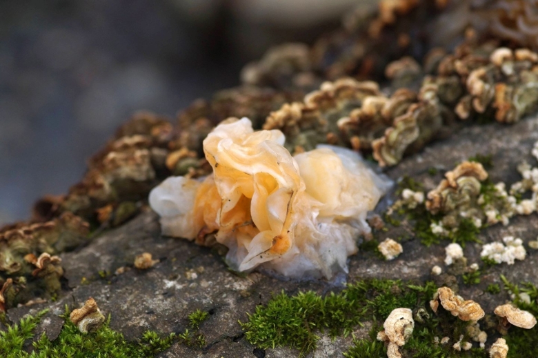 Гриб Дрожалка фукусовидная