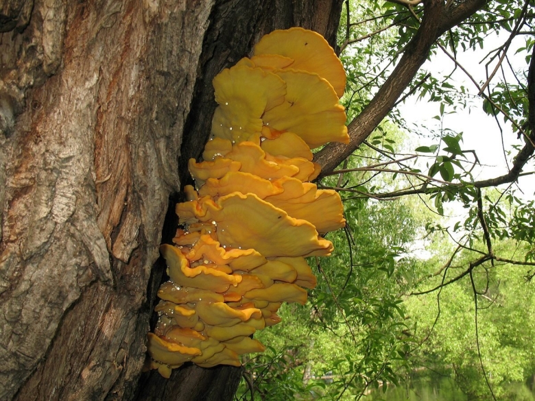 Трутовик сернисто жёлтый