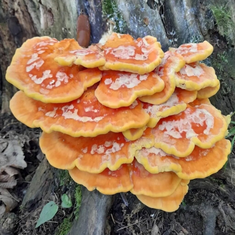 Серно желтый трутовик