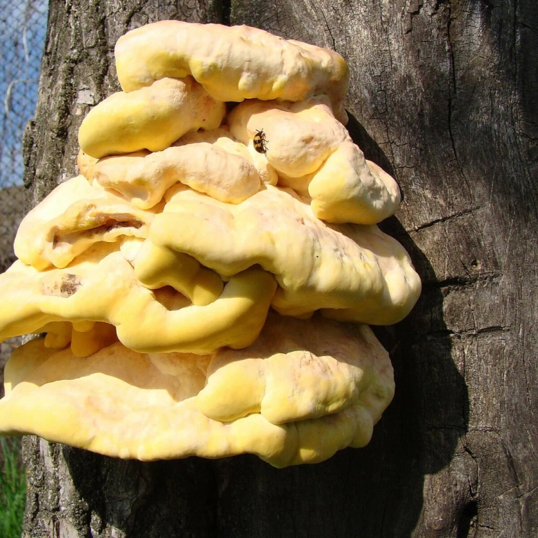 Трутовик сернисто жёлтый