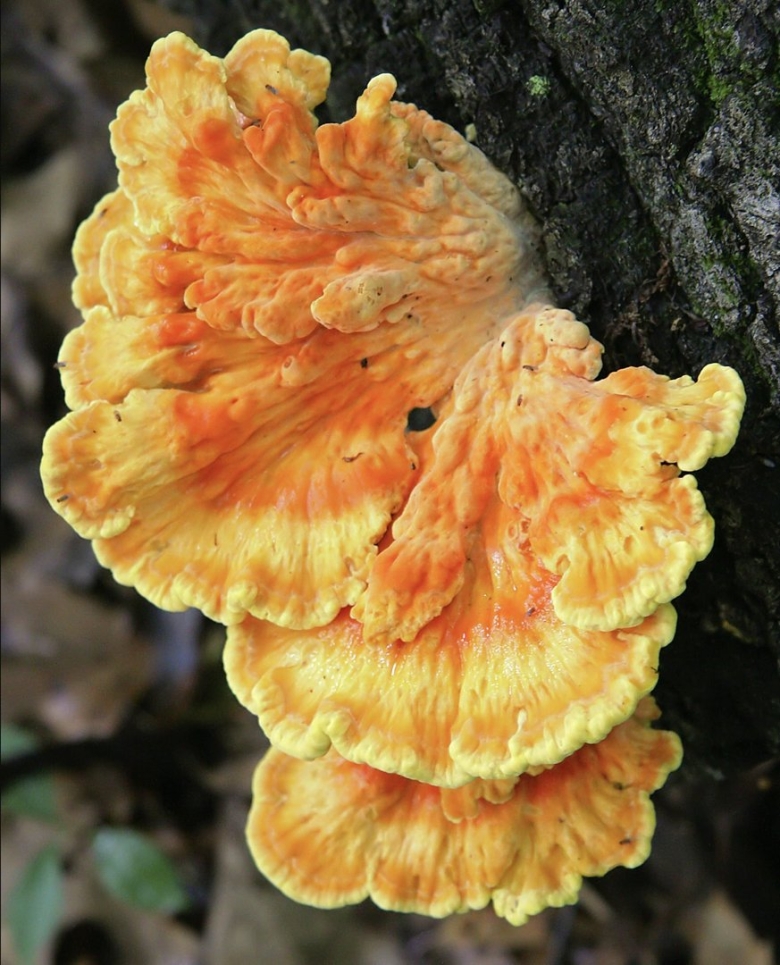 Laetiporus sulphureus
