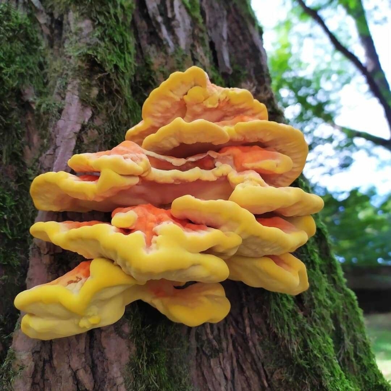 Гриб Трудовик серно желтый