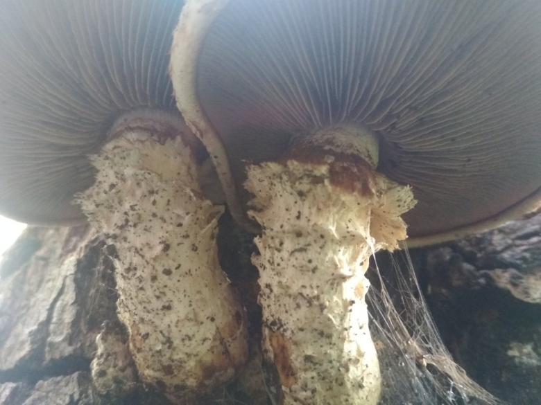 Гриб вешенка чешуйчатка