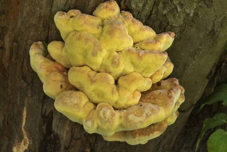 Трутовик желтый съедобный