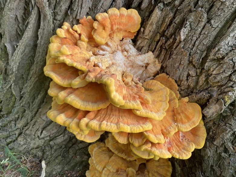 Laetiporus sulphureus