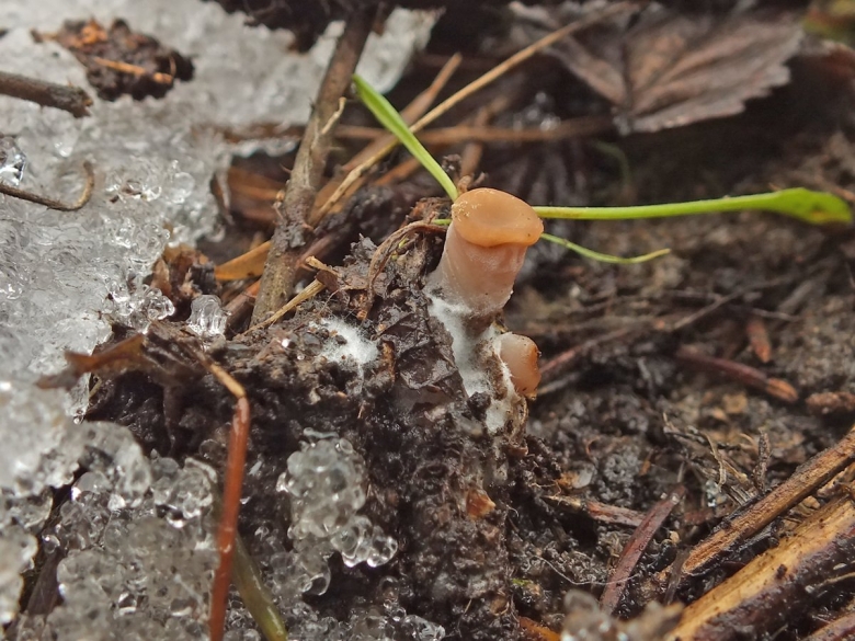 Цибория чашевидная