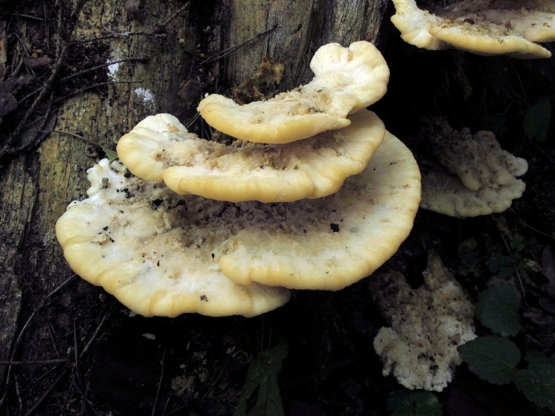 Трутовик черноногий