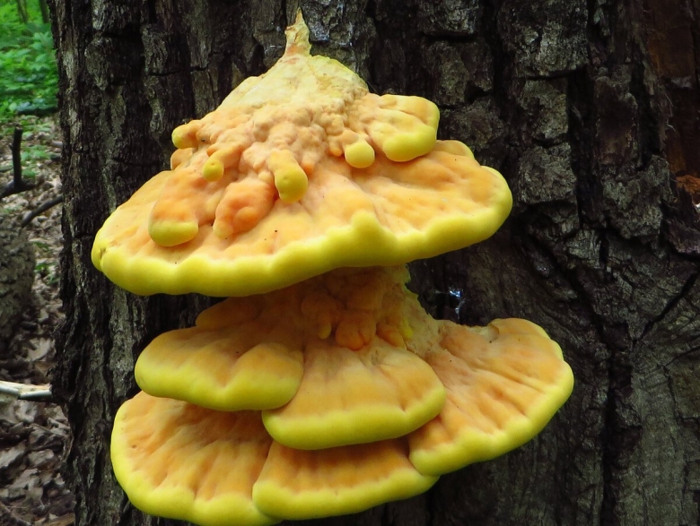 Гриб Трудовик серно желтый