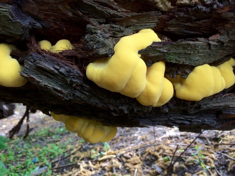 Трутовик сернисто жёлтый