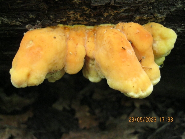 Laetiporus sulphureus