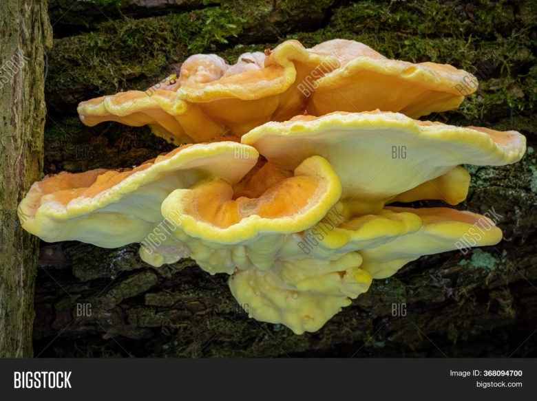 Серно желтый трутовик