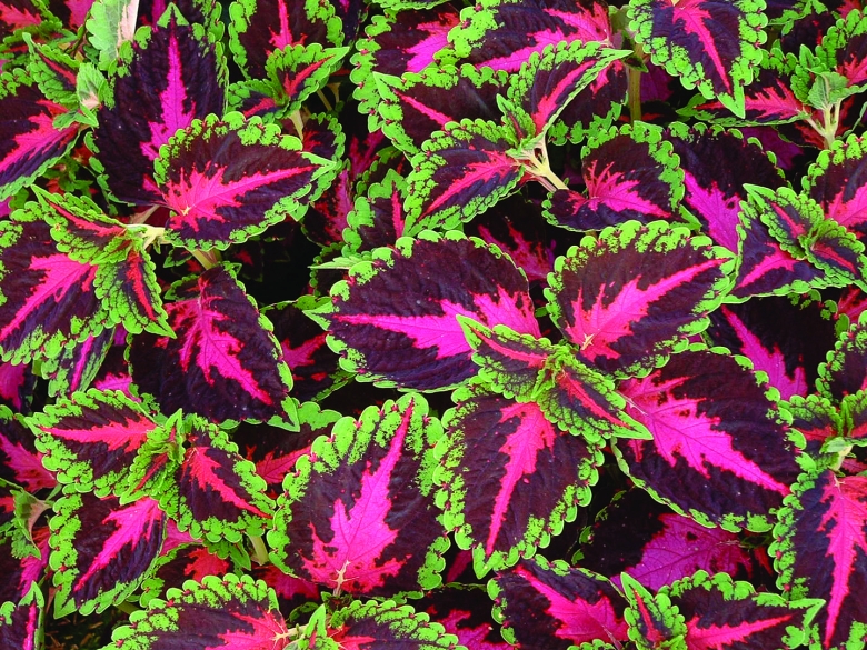 Колеус Coleus Juliet Quartermain