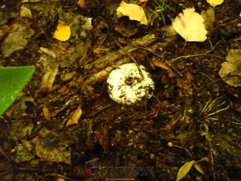 Белянка гриб