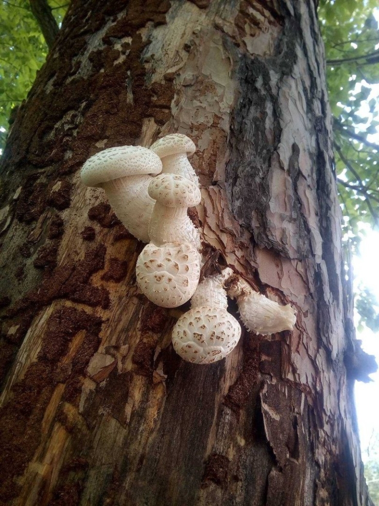 Гребешки белые древесные грибы