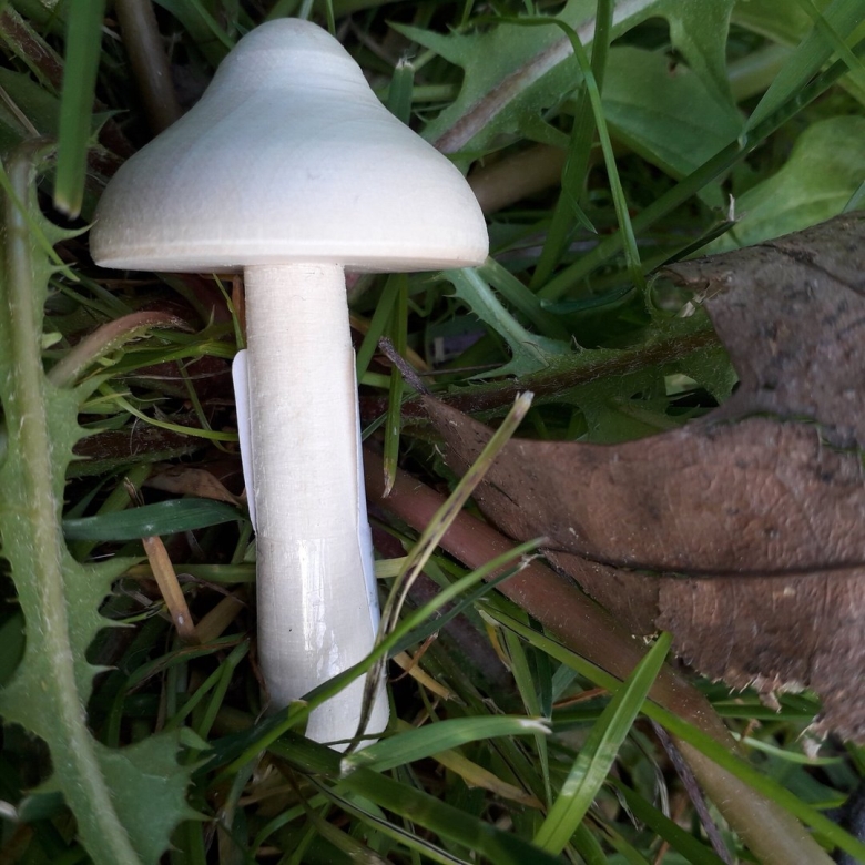 Расписные грибы