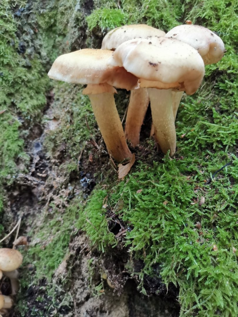 Опята с юбочкой