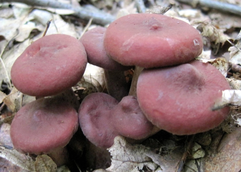 Млечник гриб краснушка