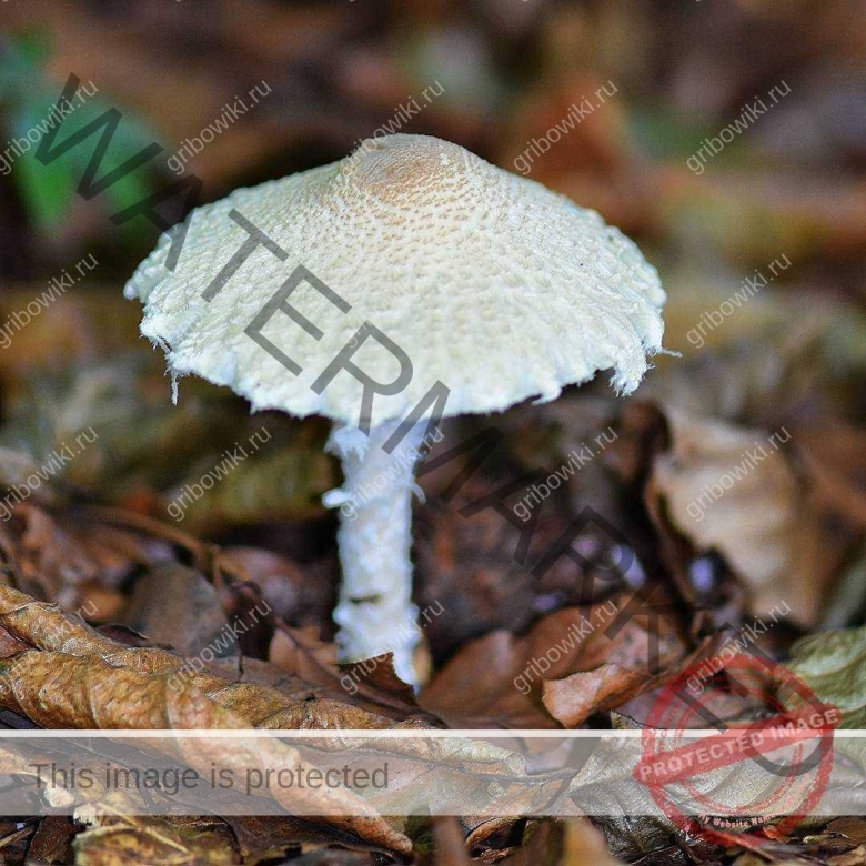 Лепиота шерстистообутая