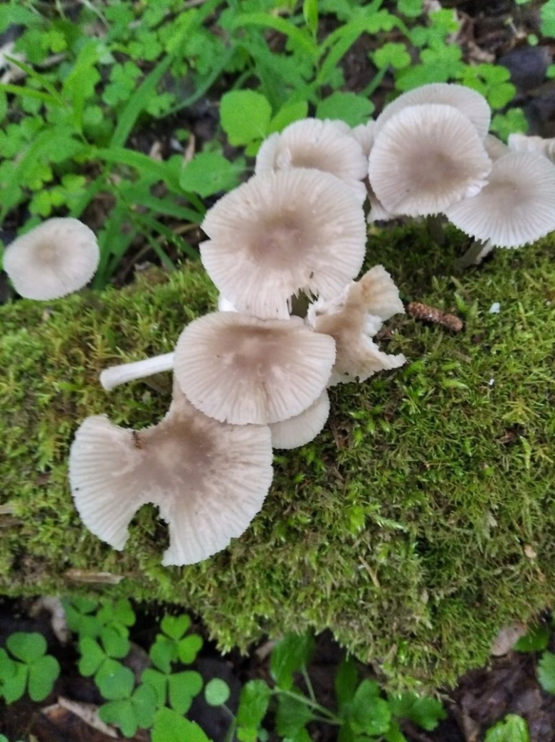 Мицена колпаковидная