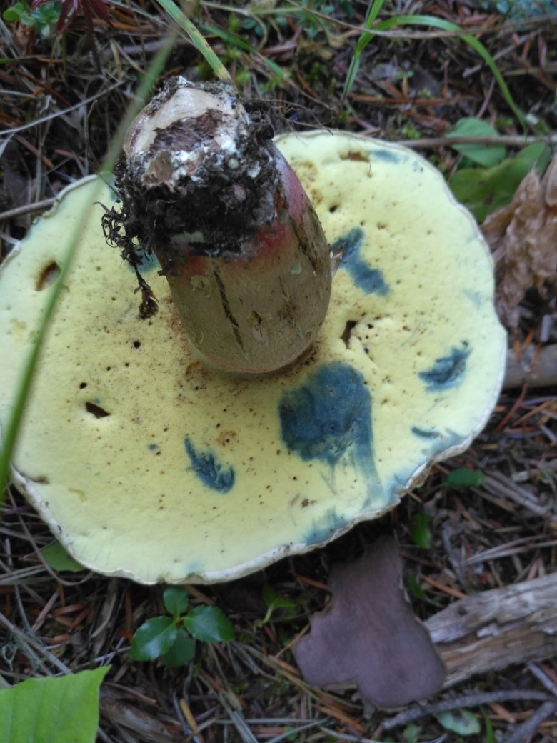 Грибы растущие в Архызе