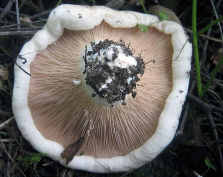 Груздь скрипица