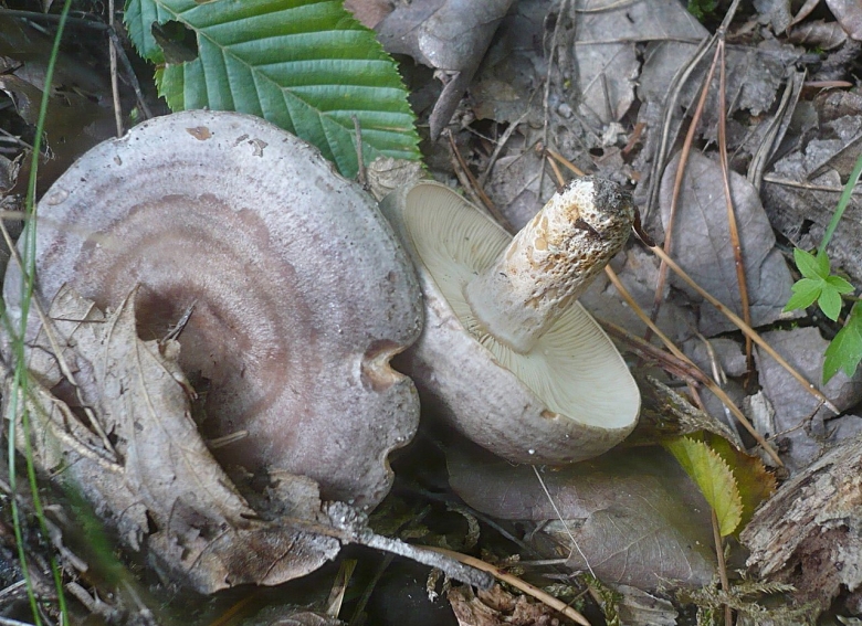 Груздь млечник ядовитый