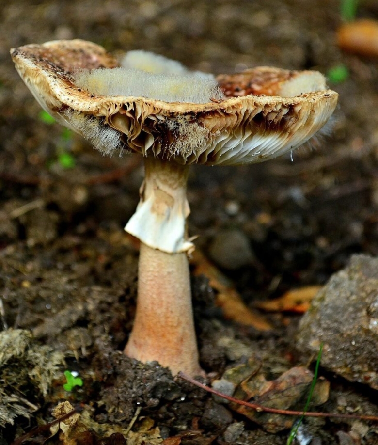 Заплесневелый гриб