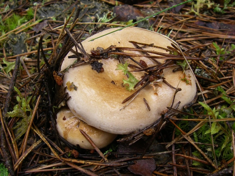 Млечник белый