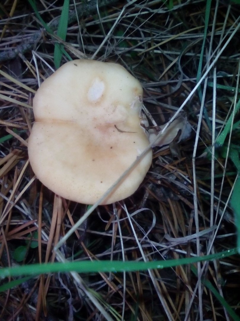 Подорешник Сахалинский гриб