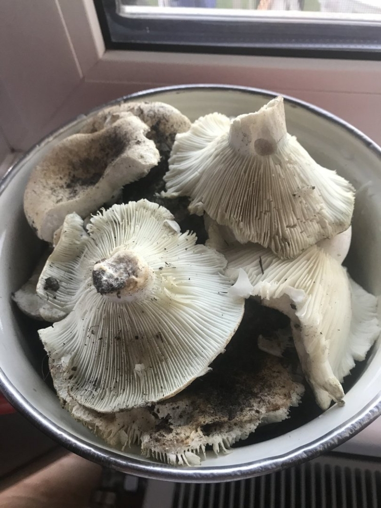 Подгруздки грибы фото