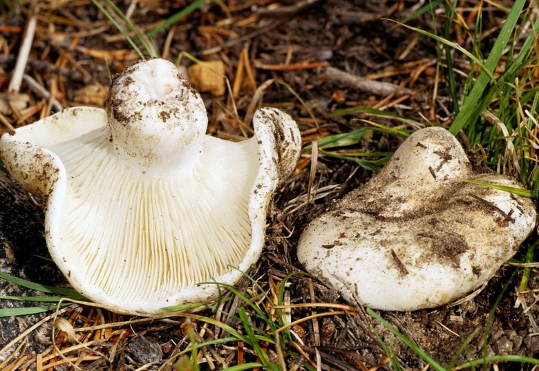 Груздь бахромистый