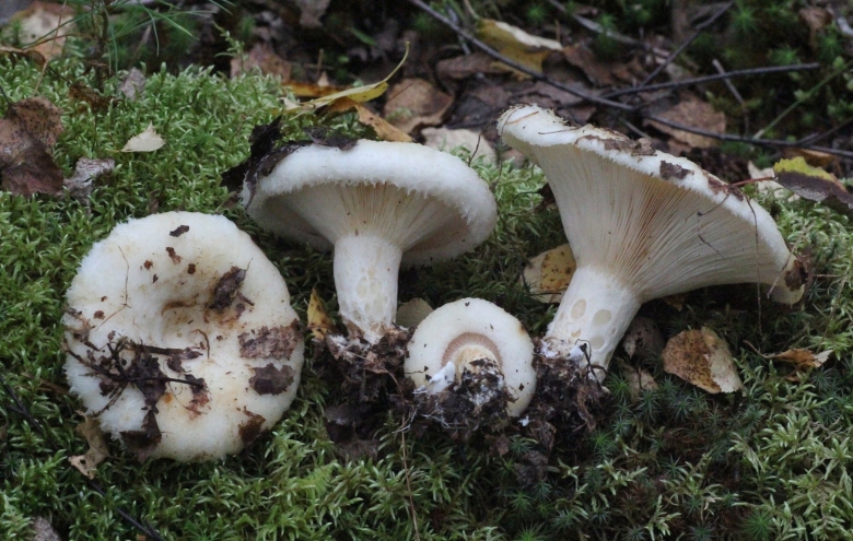 Lactarius aquizonatus