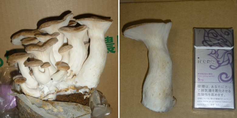 Еринги королевская вешенка