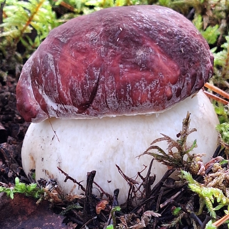 Боровик белый гриб