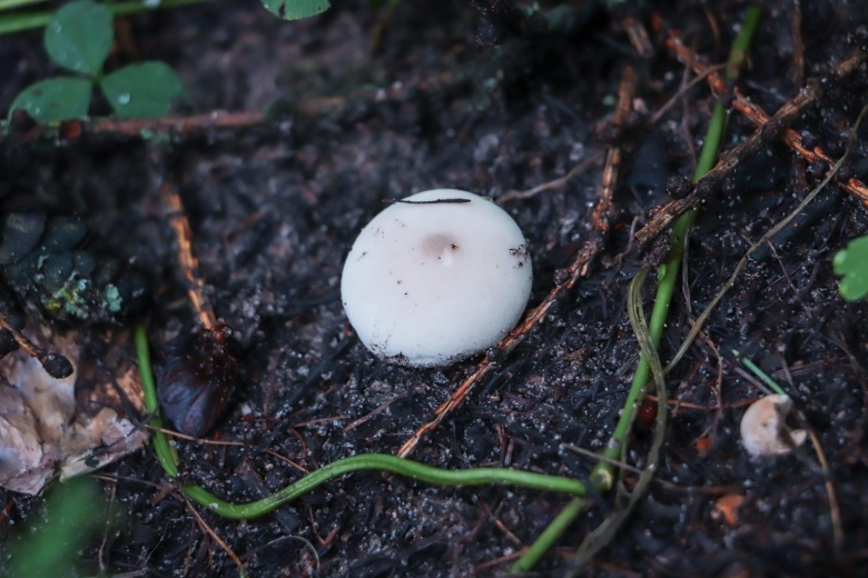 Грибы пичирики фото