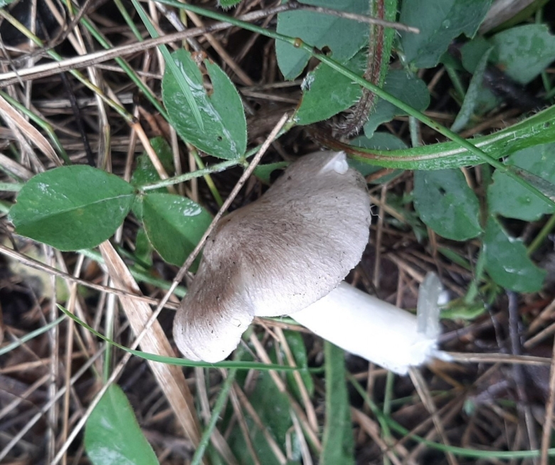 Грибы подивницы фото