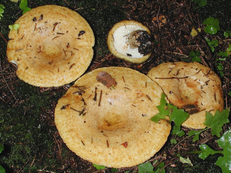 Груздь жёлтый Lactarius scrobiculatus