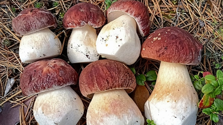 Грибы в лесу Ханты Мансийска