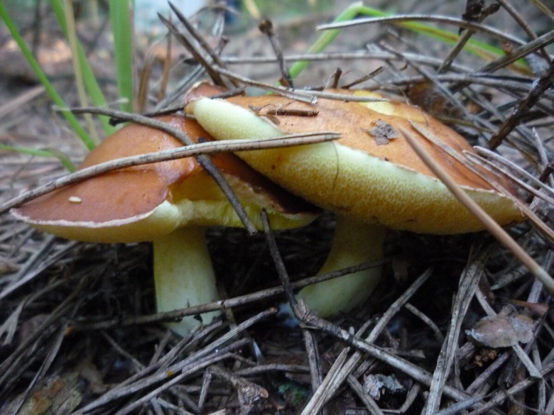 Гриб масленок