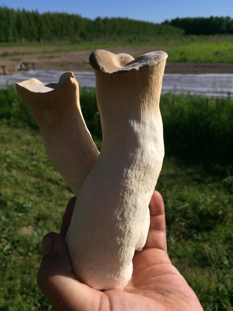 Еринги грибы блюдо