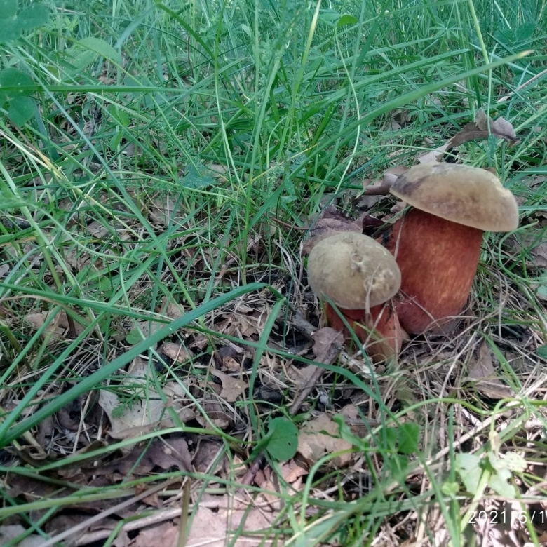 Бологое рыбалка грибы леса