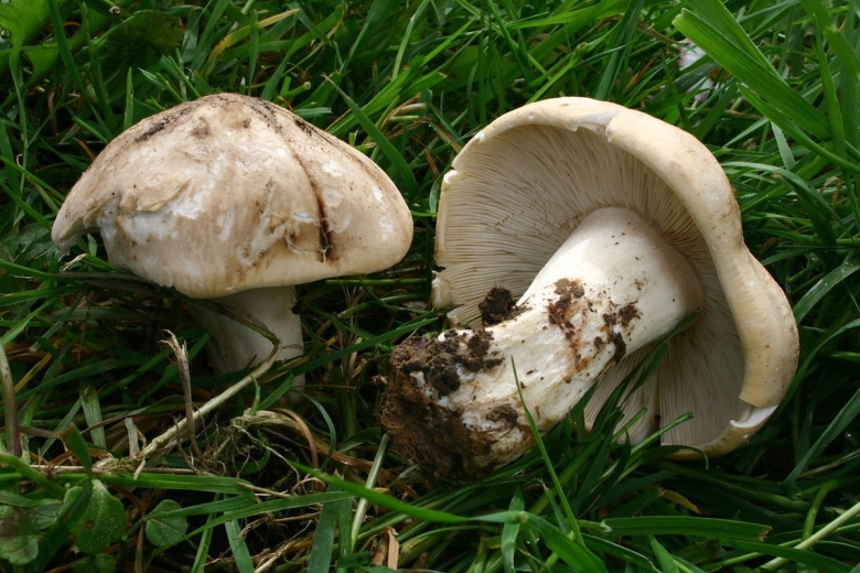 Рядовка Майская Calocybe gambosa