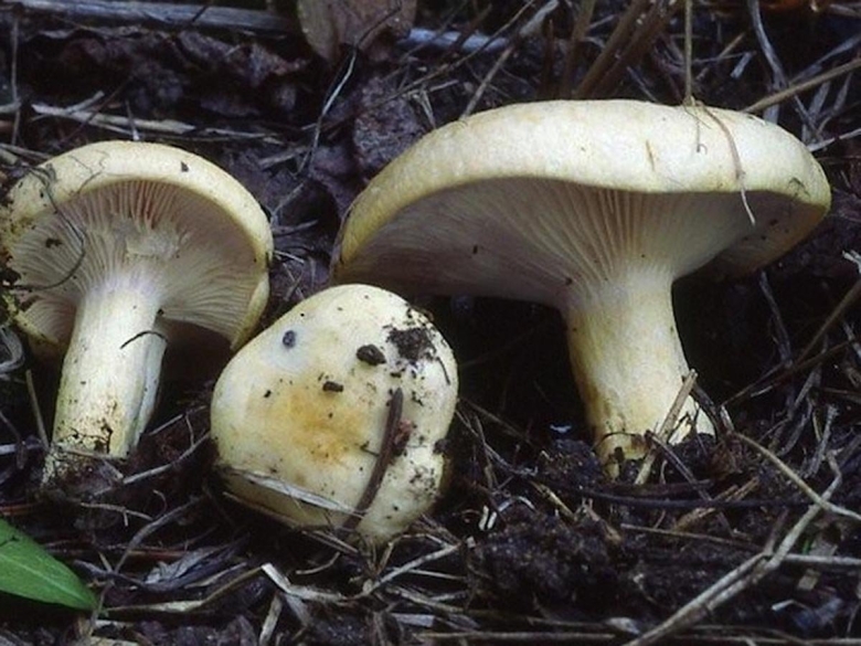 Гриб молочник фото