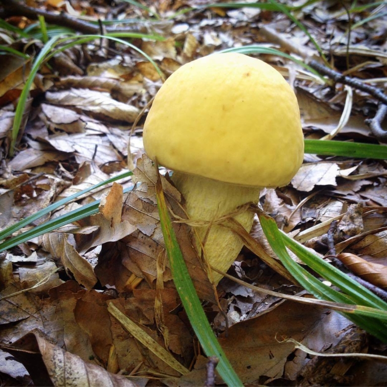 Гриб обабок желтый