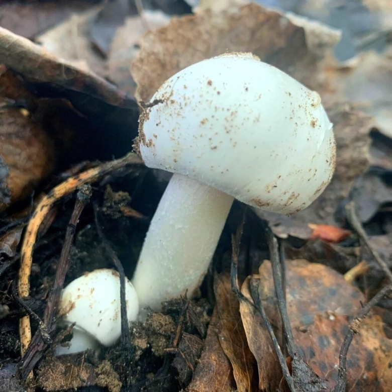 Белый мухомор молодой